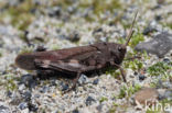 Klappersprinkhaan (Psophus stridulus)