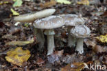 Grey Spotted Amanita (Amanita excelsa)