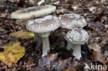 Grey Spotted Amanita (Amanita excelsa)