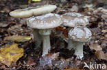 Grey Spotted Amanita (Amanita excelsa)