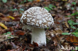 Grey Spotted Amanita (Amanita excelsa)