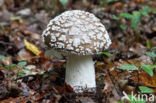 Grey Spotted Amanita (Amanita excelsa)