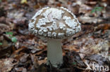 Grey Spotted Amanita (Amanita excelsa)