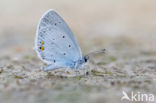 Short-tailed Blue (Cupido argiades)