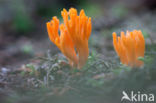 Kleverig koraalzwammetje (Calocera viscosa)