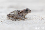 Gewone pad (Bufo bufo)