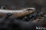 Slow Worm (Anguis fragilis)