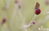 Dusky Large Blue (Maculinea nausithous)