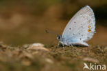 Short-tailed Blue (Cupido argiades)