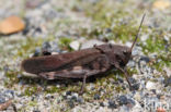 Klappersprinkhaan (Psophus stridulus)