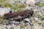 Klappersprinkhaan (Psophus stridulus)