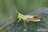 Small Gold Grasshopper (Euthystira brachyptera)