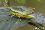 Kleine Goudsprinkhaan (Euthystira brachyptera)