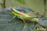 Small Gold Grasshopper (Euthystira brachyptera)