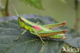 Kleine Goudsprinkhaan (Euthystira brachyptera)