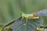 Small Gold Grasshopper (Euthystira brachyptera)