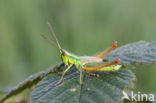 Small Gold Grasshopper (Euthystira brachyptera)