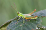 Small Gold Grasshopper (Euthystira brachyptera)