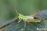 Small Gold Grasshopper (Euthystira brachyptera)