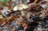 Gomphidius maculatus