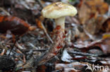 Gomphidius maculatus