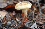 Gomphidius maculatus