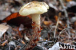 Gomphidius maculatus