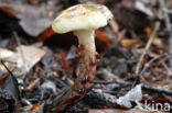Gomphidius maculatus
