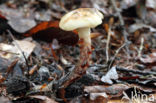Gomphidius maculatus