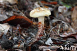 Gomphidius maculatus