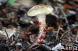 Gomphidius maculatus
