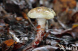 Gomphidius maculatus