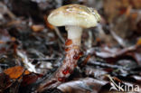 Gomphidius maculatus