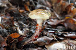 Gomphidius maculatus