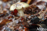 Gomphidius maculatus