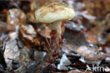 Gomphidius maculatus