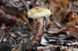 Gomphidius maculatus