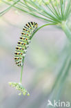 Swallowtail (Papilio machaon)