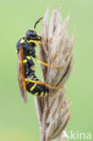 Sawfly (Tenthredo omissa)