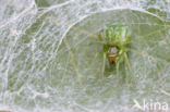 Groen kaardertje (Nigma walckenaeri)