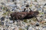 Klappersprinkhaan (Psophus stridulus)