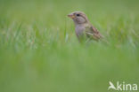 Huismus (Passer domesticus)