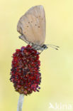 Dusky Large Blue (Maculinea nausithous)