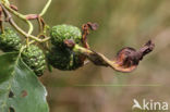 Elzenvlag (Taphrina amentorum)