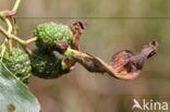 Elzenvlag (Taphrina amentorum)