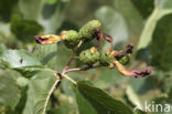 Elzenvlag (Taphrina amentorum)