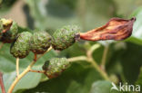 Elzenvlag (Taphrina amentorum)