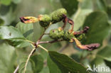 Elzenvlag (Taphrina amentorum)