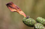 Elzenvlag (Taphrina amentorum)