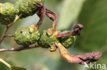 Elzenvlag (Taphrina amentorum)